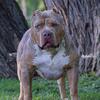 MERLE XL BULLY STUD 