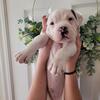 American Bulldog Puppies