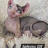 Sphynx Girl  TICA Breeding Rights Chicago IL