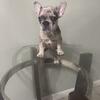 French bulldog puppy