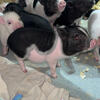 🐷Mini Pigs – PRICE DROP 11-18-25
