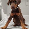 Doberman puppy for sale 