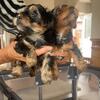 Gorgeous Yorkshire terrier puppiea