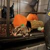 Sugar Glider 