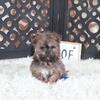 Charlie-Tiny Havanese Puppy
