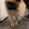 Pomeranian puppy