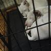 Female pitbull 