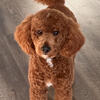 F1B Goldendoodle Stud Service Now Available - Spring Hill, FL