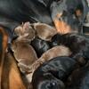Full European Doberman puppies