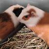 9 week old male Guinea pigs looking for their forever home