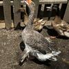 toulouse goose hen 