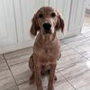 Golden Irish Puppy – 7 Months Old – Registered & Vaccinated