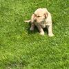 AKC Golden Retriever 