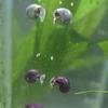 Blue and purple mystery snails 