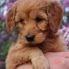 Butterscotch Irish Doodle Puppy