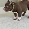 Chocolate micro bully full tail 
