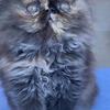 Beautiful Persian Kittens