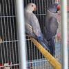 Parejas de Indian Ringnecks