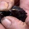 Black tongue Cemani hatching eggs and chicks