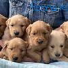 AKC Registered Golden Retriever Pups