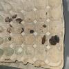 100+/- dubia roaches mixed sizes $20