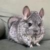Angora Chinchilla