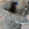 Dwarf Holland Lop