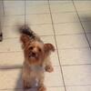Yorkie 