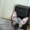 Bambino Sphynx kittens for sale