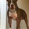 9 year old male American bully (not fixed) bloodline-watchdog/gotti