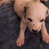 Dalmatian puppies for sale 