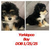 Yorkiepoo puppies