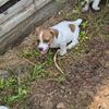 Jack Russell Terrier puppies 