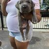 Beautiful Cane Corso Puppies 