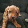 Beautiful mini goldendoodle!