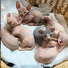 Sphynx Kittens