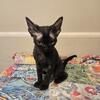 Devon rex black male