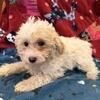 AKC Miniature Poodle Pups