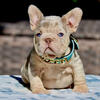 Akc - French Bulldog Puppy - NewShade Isabella & Tan Merle Big Rope Female carries PINK & Fluffy