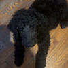 Standard Poodle male for rehome!  