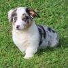 Blue Merle blue eyed Corgi...REDUCED