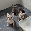 Frenchie Pups Ready for New Home!