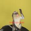 Crowned Monkey baby for adoption, fast deal.