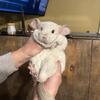 White chinchilla 1 yr in April 25