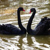Black Swan Pairs