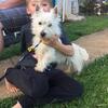 Male AKC West highland White terrier (Westie)