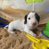 Chocolate and white smooth piebald Male 5500