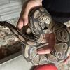 2 Ball Pythons with Enclosures