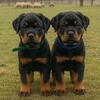 Trained Rottweiler Pups $300