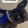 French Bulldog Puppies 